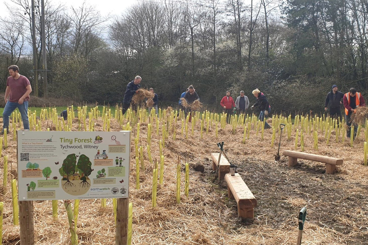 Our next inspirational urban greening project: the Tiny Forests Project