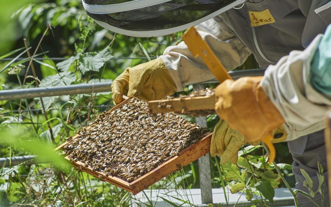 How can bees improve biodiversity in real estate? 