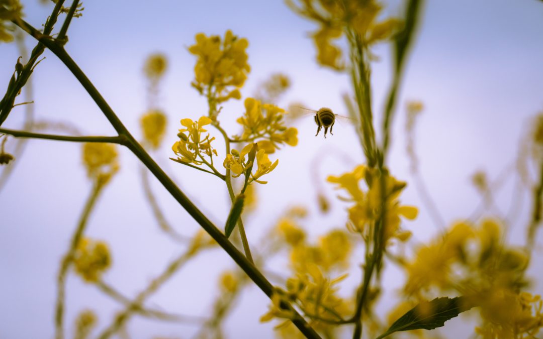 Building Biodiversity Competition: Stage Two Shortlist