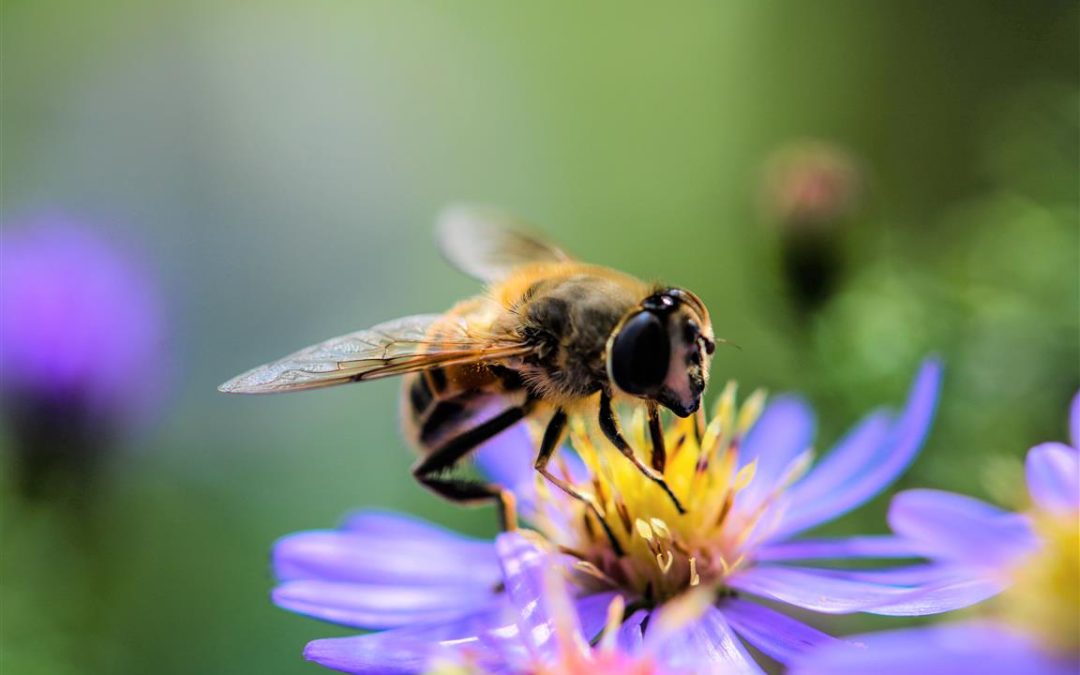 Natural History Museum launches Nature Overheard