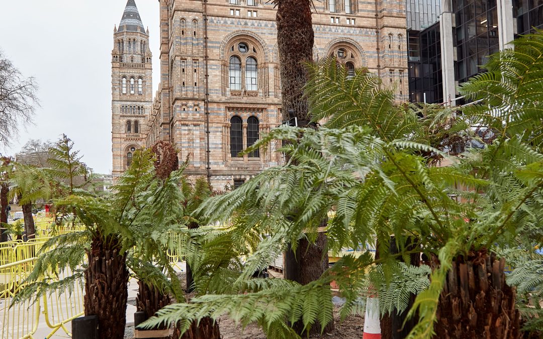 What’s happening in the Natural History Museum gardens?